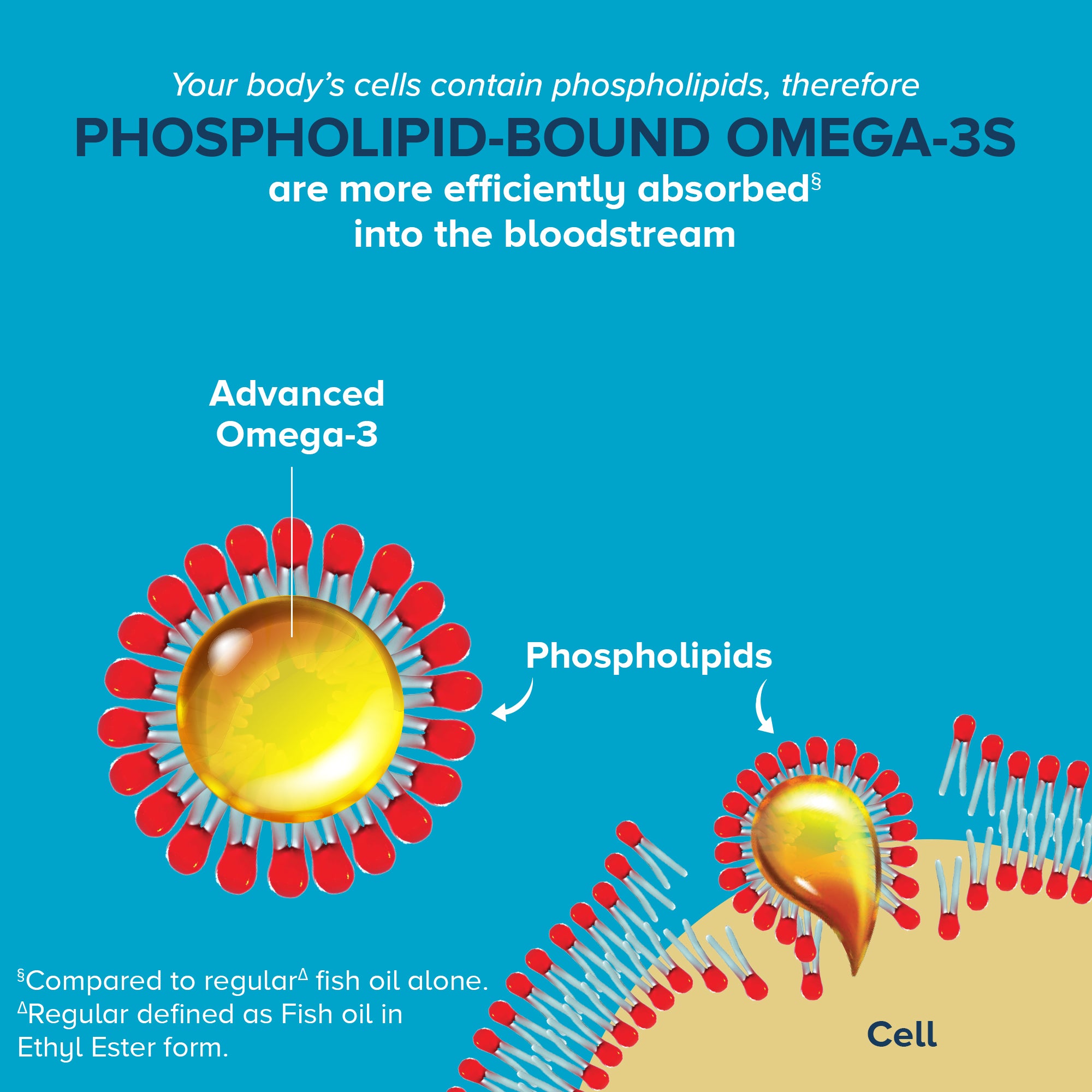 Your body's cells contain phospholipids, therefore phospholipid-bound omega-3s are more efficiently absorved into the bloodstream